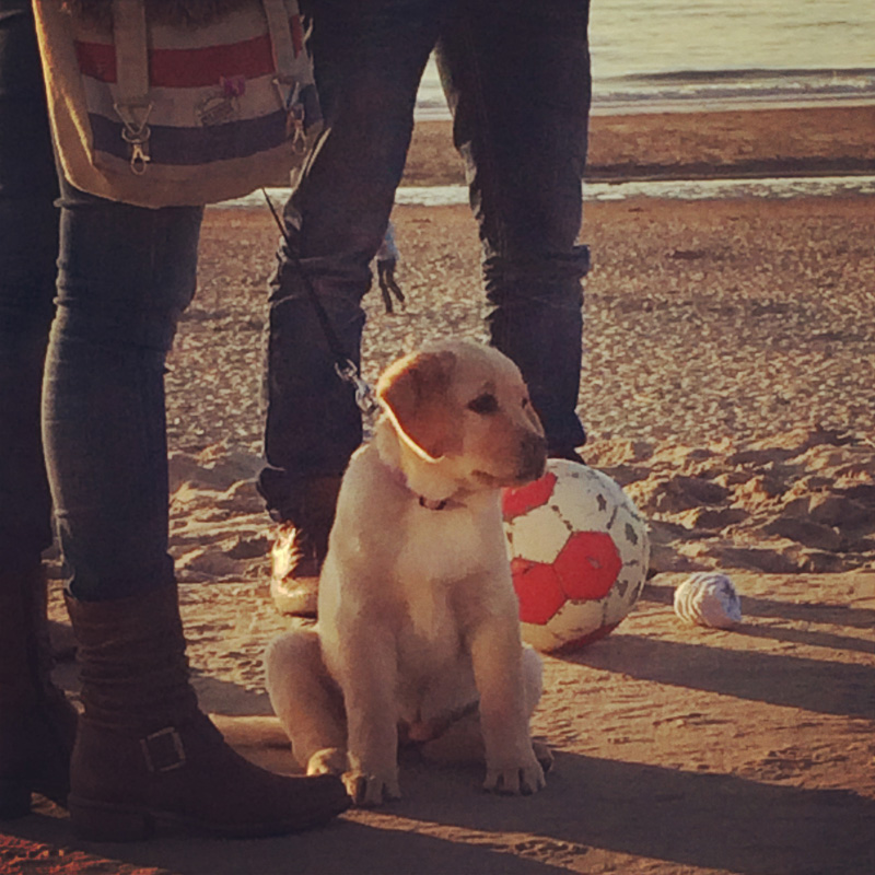 Hund am Strand in Noordwijk