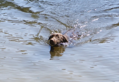 Labradore schwimmen gut und gern.