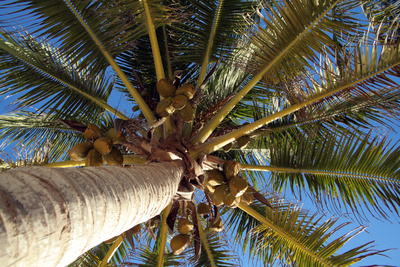 Kokospalmen produzieren Kokosöl