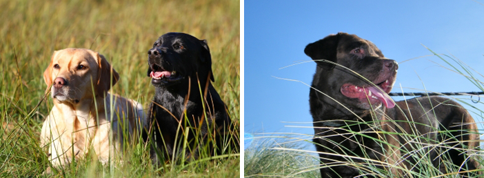 Hunderassen im Frohlinder Portrait: Labrador