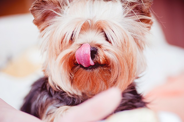 Hund mit Zunge