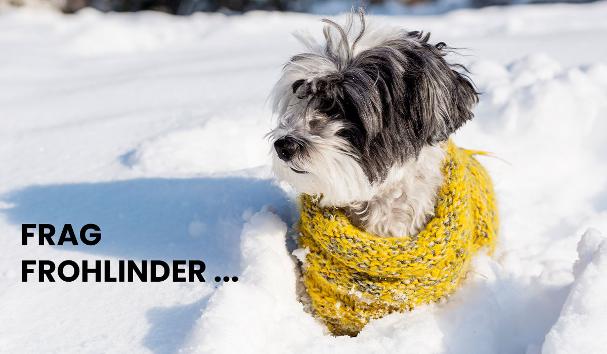 Hunde und Winter – Wann Kälte zum Problem werden kann