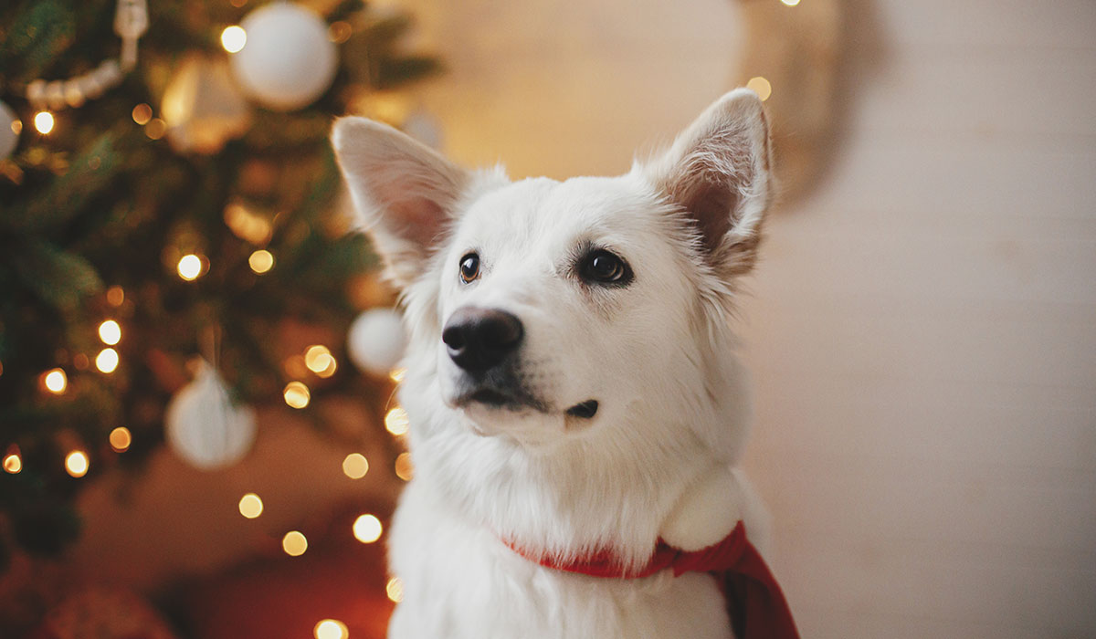Gefährliche Weihnacht’ für Deinen Hund vermeiden
