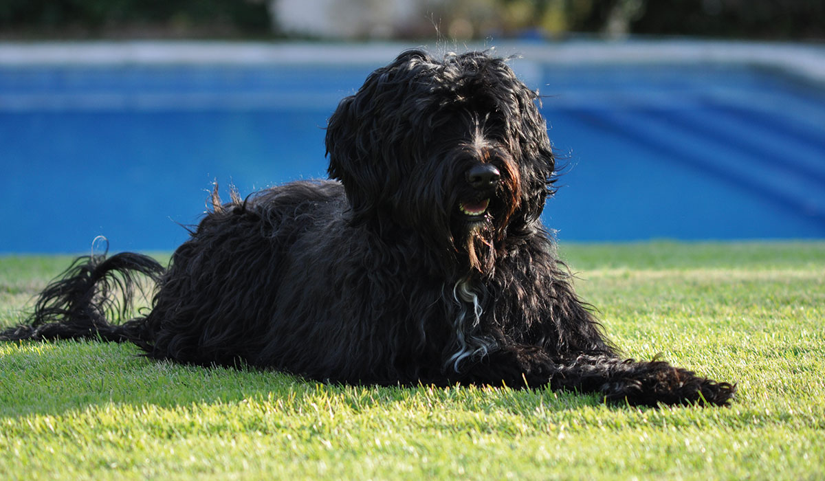 Frohlinder-Portrait: Portugiesischer Wasserhund