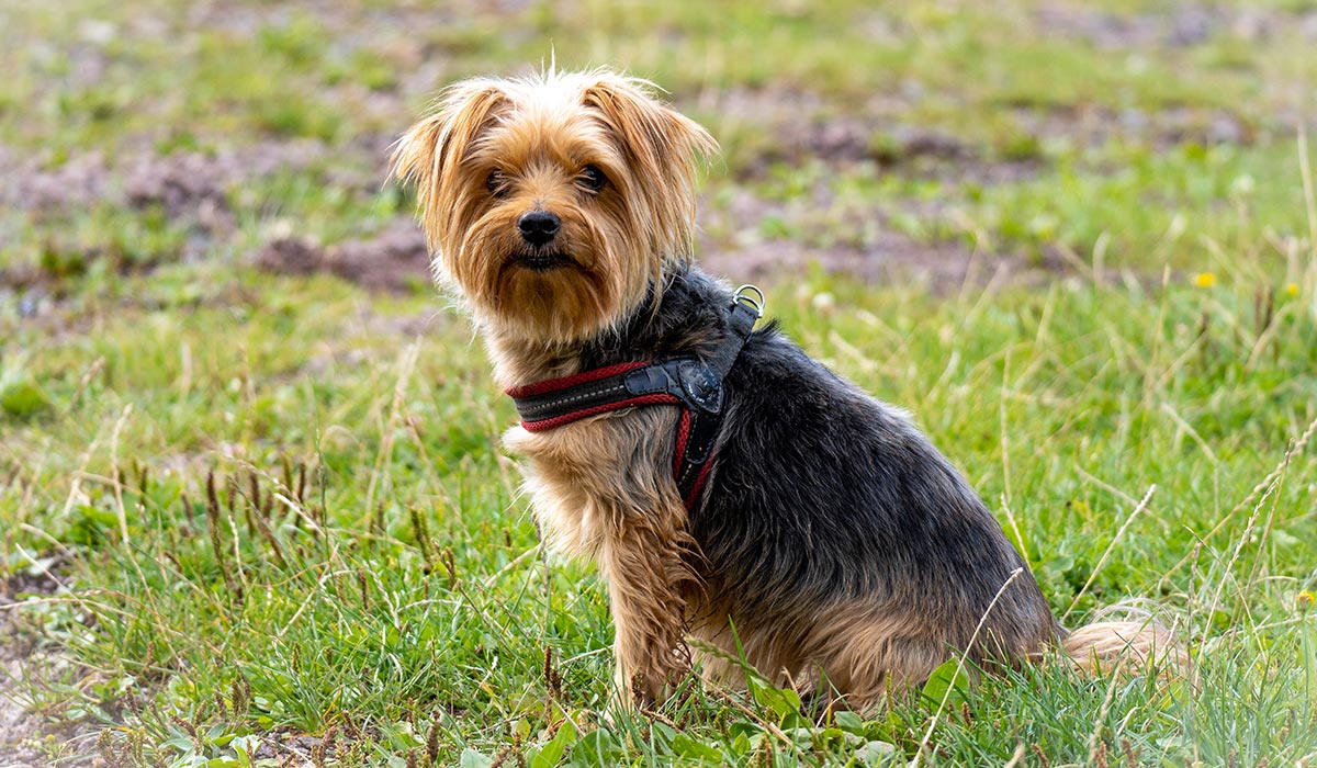 Frohlinder-Portrait: Der Yorkshire Terrier