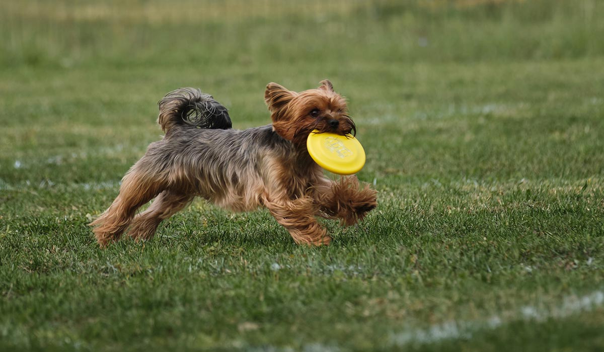 Yorkshire Terrier bringt Frisbee